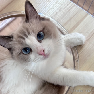 モネちゃん1枚目