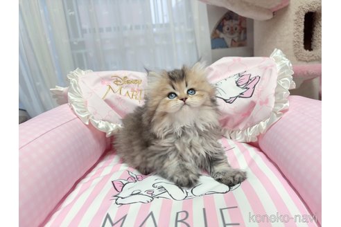 販売中の千葉県のブリティッシュショートヘア-115451の7枚目