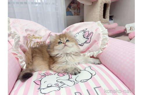 販売中の千葉県のブリティッシュショートヘア-115453の3枚目
