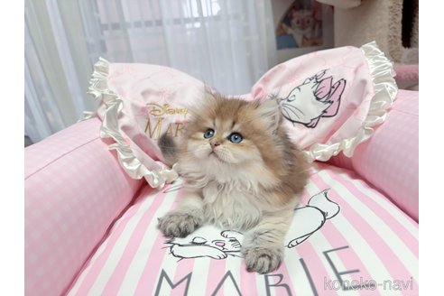 販売中の千葉県のブリティッシュショートヘア-115453の5枚目