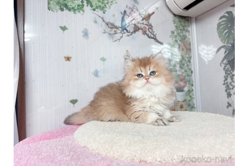 販売中の千葉県のブリティッシュショートヘア-115449の7枚目