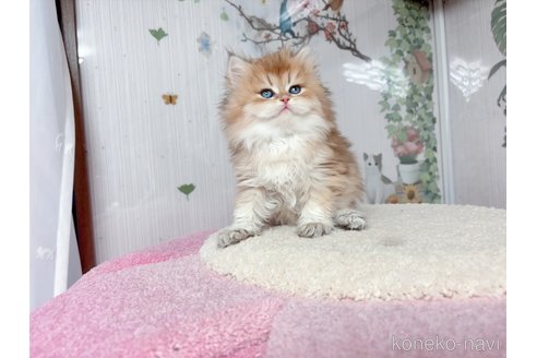 販売中の千葉県のブリティッシュショートヘア-115449の6枚目