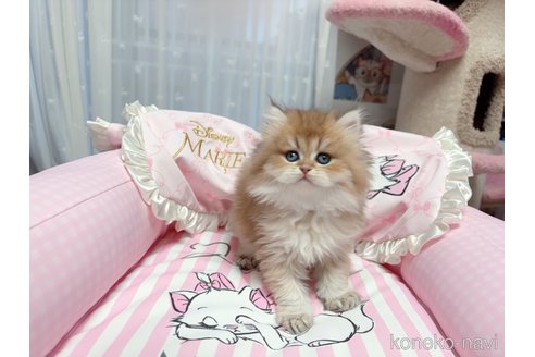販売中の千葉県のブリティッシュショートヘア-115449の3枚目