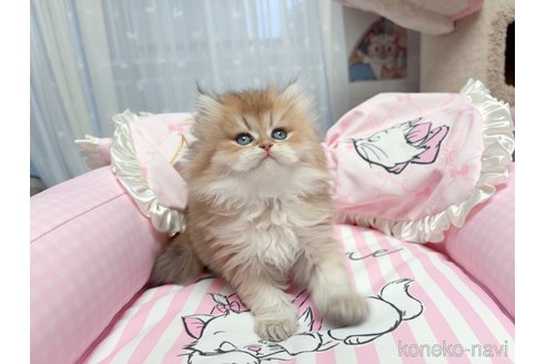 販売中の千葉県のブリティッシュショートヘア-115449の2枚目