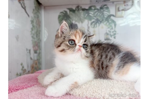 販売中の千葉県のエキゾチックショートヘア-115445の3枚目