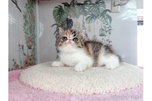 販売中の千葉県のエキゾチックショートヘア-115445の5枚目