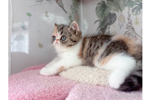 販売中の千葉県のエキゾチックショートヘア-115445の6枚目