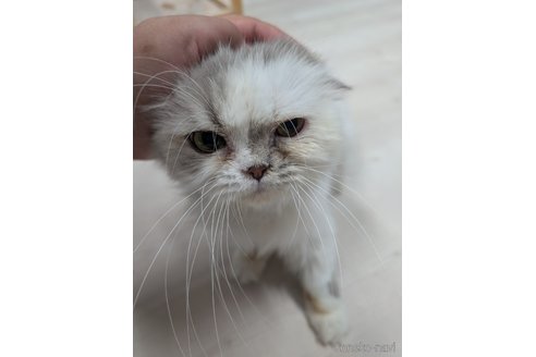 販売中の東京都のサイベリアン-117185の2枚目