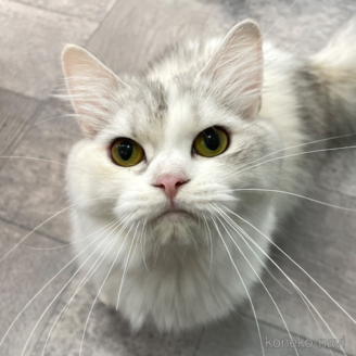 シンディちゃん1枚目