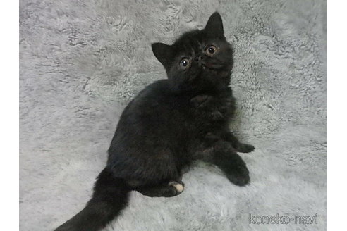 販売中の神奈川県のエキゾチックショートヘア-113827の6枚目
