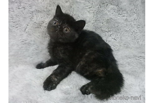 販売中の神奈川県のエキゾチックショートヘア-113827の5枚目