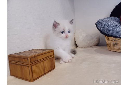 販売中の東京都のラグドール-117201の6枚目