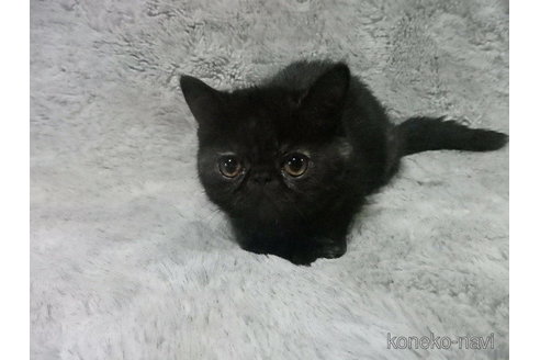 販売中の神奈川県のエキゾチックショートヘア-113827の4枚目
