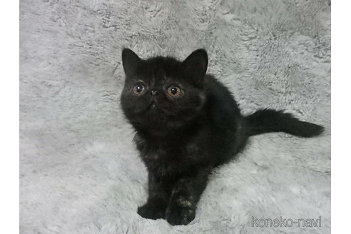 販売中の神奈川県のエキゾチックショートヘア-113827の3枚目