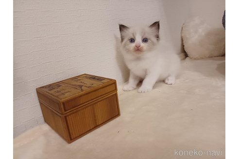 販売中の東京都のラグドール-117202の2枚目