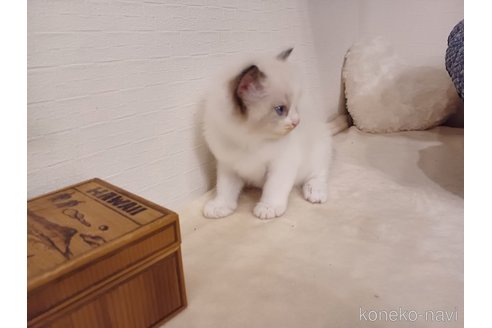 販売中の東京都のラグドール-117202の7枚目