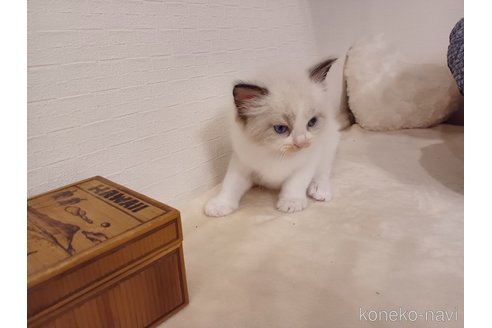 販売中の東京都のラグドール-117202の9枚目