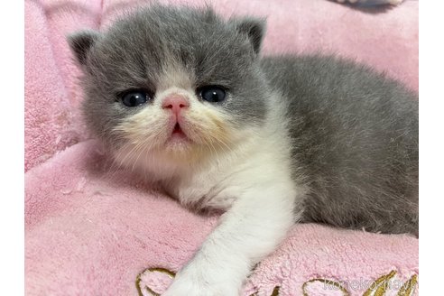 販売中の宮城県のエキゾチックショートヘア-116168の9枚目