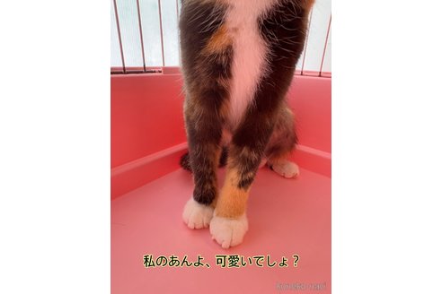商談中の東京都のスコティッシュフォールド-117204の4枚目