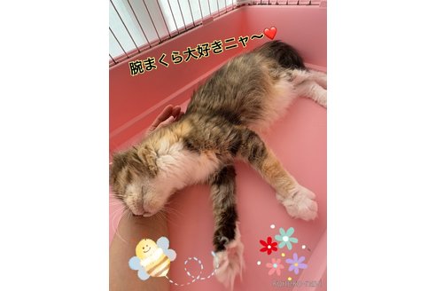 販売中の東京都のメインクーン-117198の3枚目