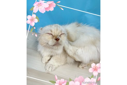 販売中の東京都のキンカロー-117188の2枚目