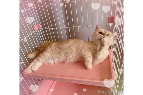 商談中の東京都のエキゾチックショートヘア-117194の2枚目