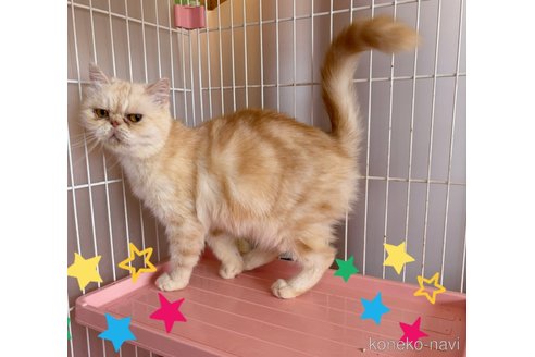 商談中の東京都のエキゾチックショートヘア-117194の3枚目