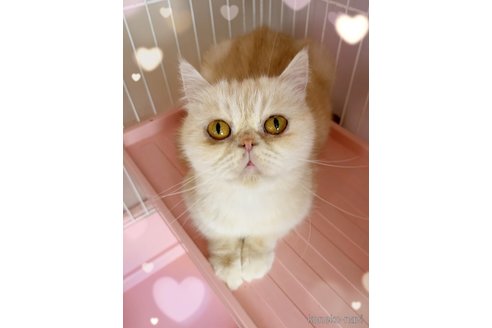 商談中の東京都のエキゾチックショートヘア-117194の1枚目
