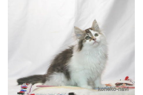 販売中の静岡県のノルウェージャンフォレストキャット-114863の1枚目