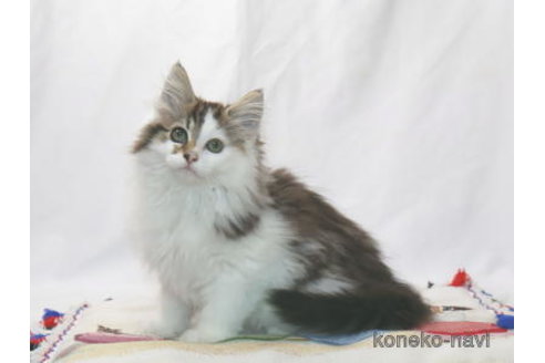 販売中の静岡県のノルウェージャンフォレストキャット-114863の3枚目