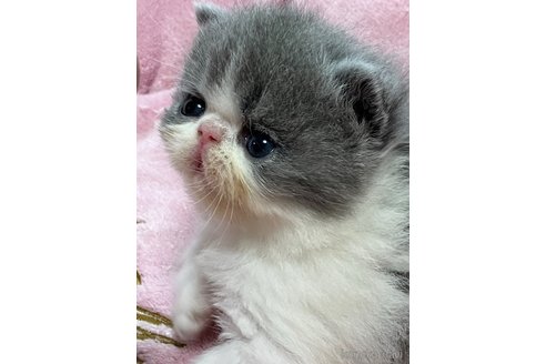 販売中の宮城県のエキゾチックショートヘア-116168の8枚目