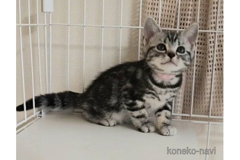 成約済の岐阜県のアメリカンショートヘア-114619の7枚目