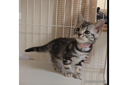 成約済の岐阜県のアメリカンショートヘア-114619の6枚目