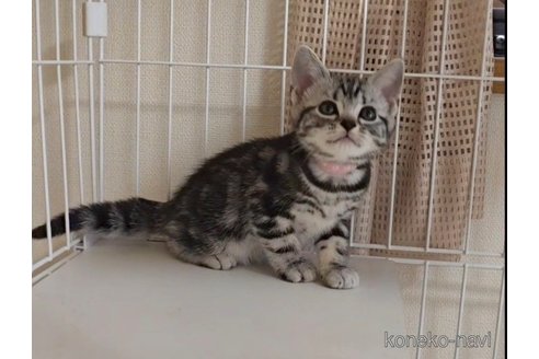成約済の岐阜県のアメリカンショートヘア-114619の5枚目