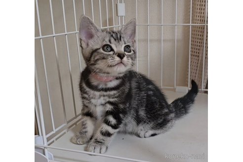 成約済の岐阜県のアメリカンショートヘア-114619の1枚目