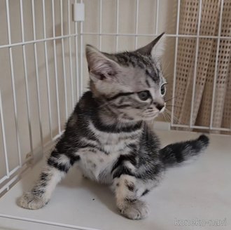 成約済の岐阜県のアメリカンショートヘア-114619の2枚目