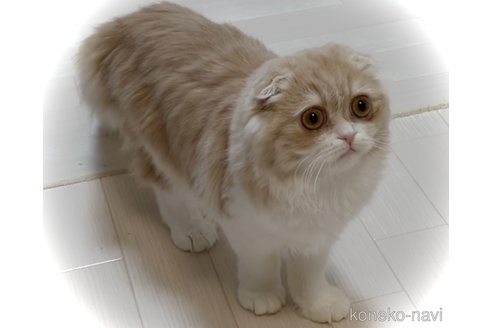 成約済の東京都のスコティッシュフォールド(折れ耳)-108994