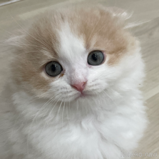 販売中の愛知県のスコティッシュフォールド(折れ耳)-115731