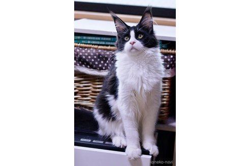 販売中の東京都のメインクーン-105198の5枚目