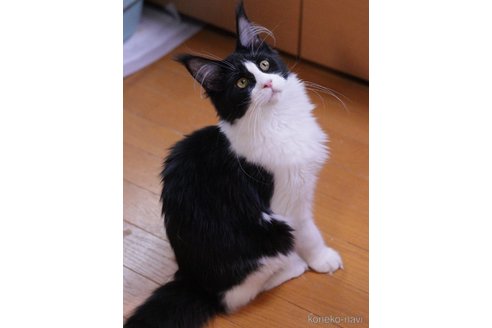 販売中の東京都のメインクーン-105198の2枚目
