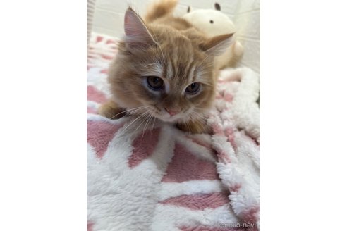 商談中の埼玉県のスコティッシュフォールド-106804の4枚目