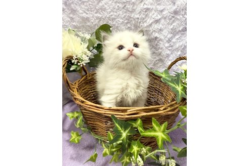 成約済の埼玉県のラグドール-117234の2枚目