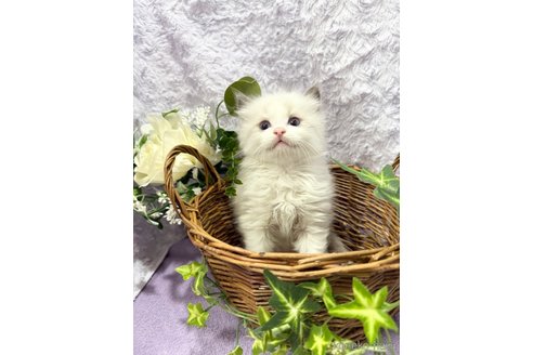 成約済の埼玉県のラグドール-117234の3枚目