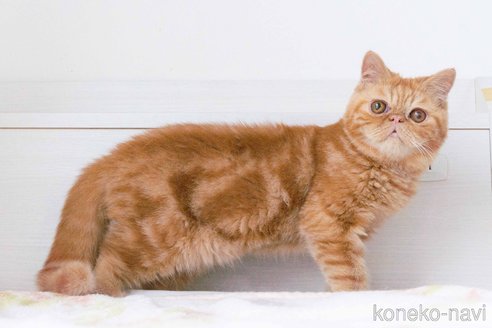 成約済の東京都のエキゾチックショートヘア-104222の4枚目
