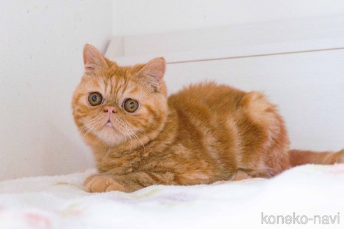 成約済の東京都のエキゾチックショートヘア-104222の2枚目