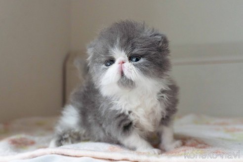 販売中の東京都のエキゾチックロングヘア-117236の5枚目