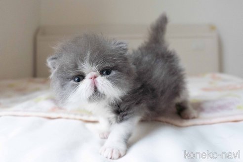 販売中の東京都のエキゾチックロングヘア-117236の4枚目