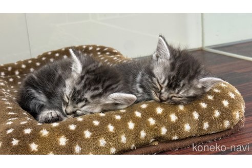 販売中の千葉県のアメリカンショートヘア-115126の2枚目