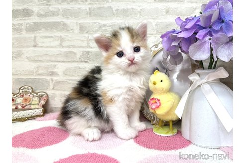 販売中の埼玉県のサイベリアン-117239の6枚目