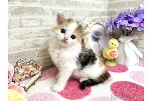 販売中の埼玉県のサイベリアン-117239の5枚目